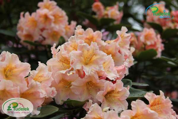 Rhododendron Gloria